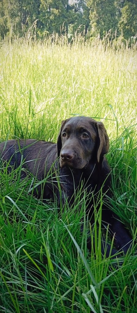 Lablador Retriever ZKwP/FCI Piękna czekoladowa suczka
