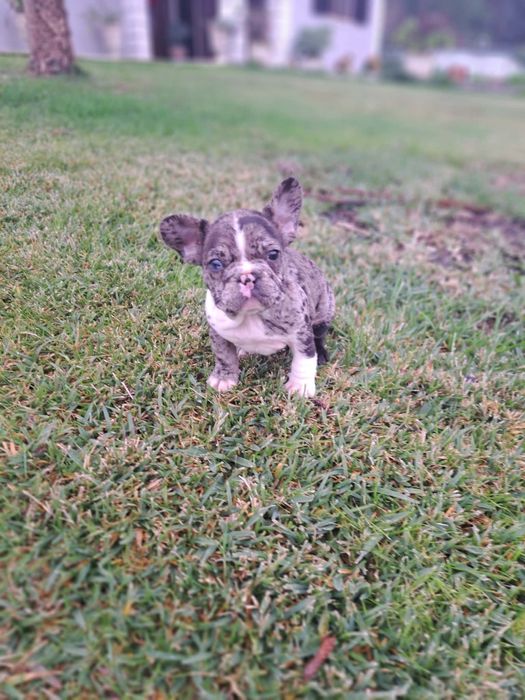 Bulldog francês fêmea de olho azul merlle