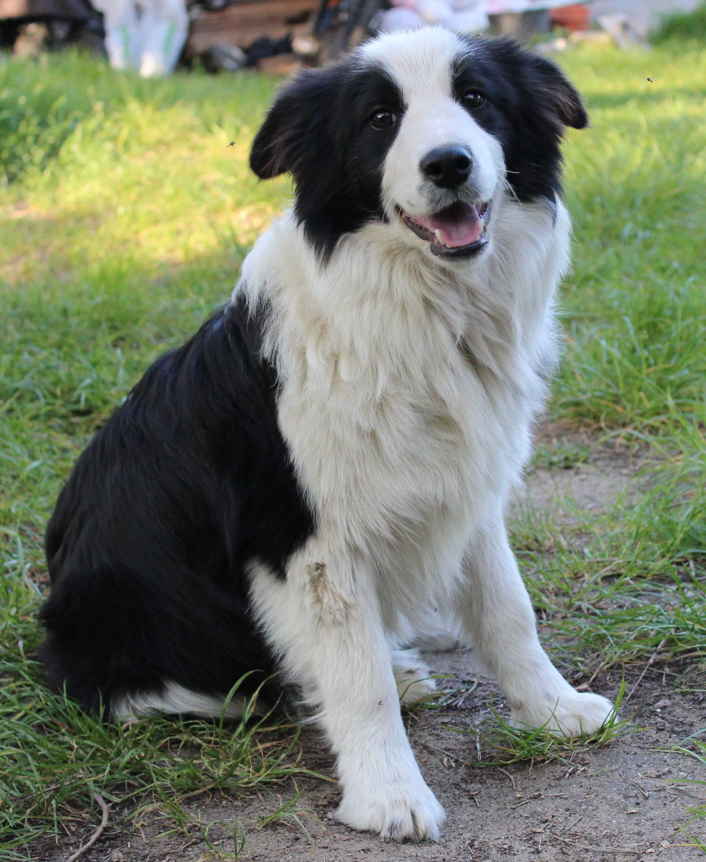 Piesek Border Collie ZKwP/FCI