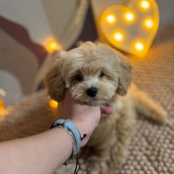 Мальчик Мальтипу F1 карамельного окраса