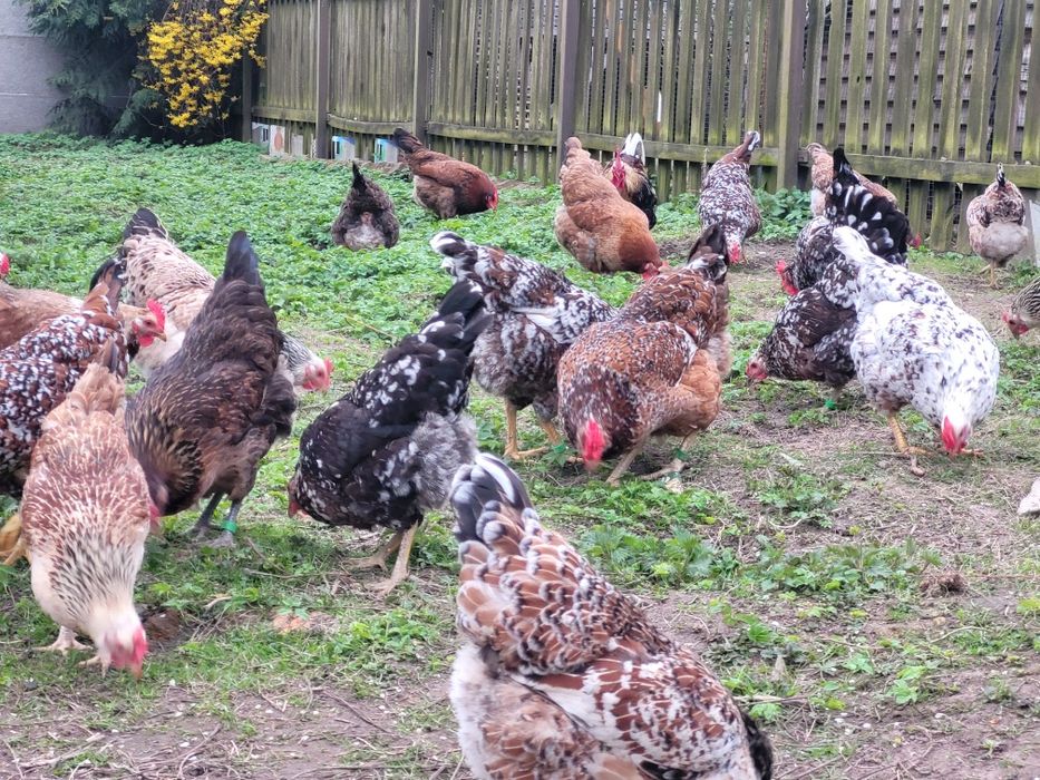 Zagrodówki, Kury Zagrodowe - Jaja lęgowe