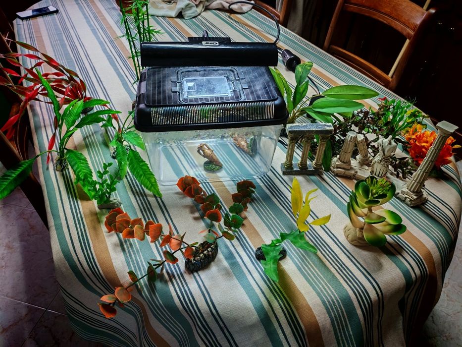 Aquário de 5 litros adornos e plantas artificiais