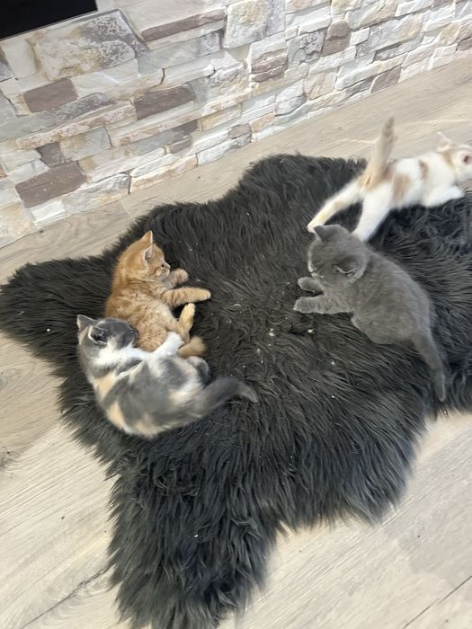 Кошенята шотландці