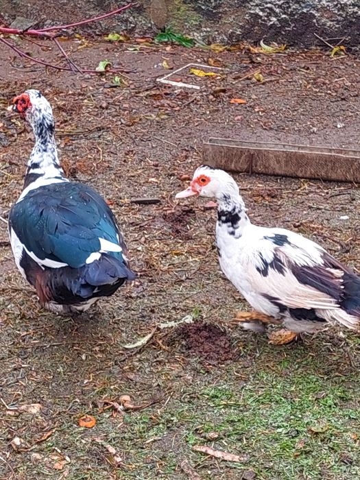 Casal de patos reprodutores