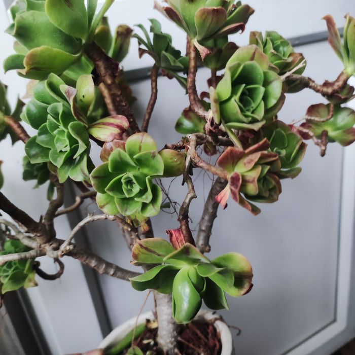 Аеоніум aeonium fiesta var