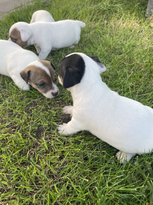 Mały Reksio Jack Russell Terrier