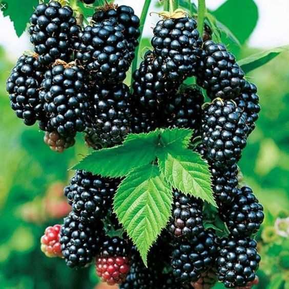 Jeżyna bezkolcowa Sadzonki 2 Letnie! 60cm! 4 odmiany!Miododajne eko