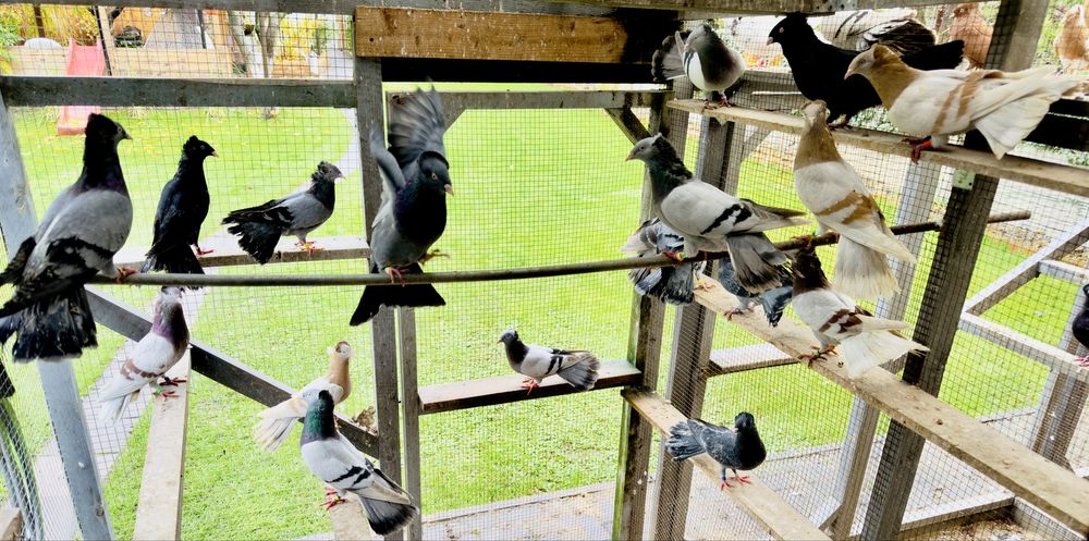 Gdanski Wysokolotny - Sokol Gdanski