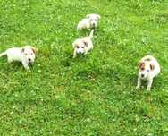 Szczeniaki  szczenięta pieski Jack Russell terrier