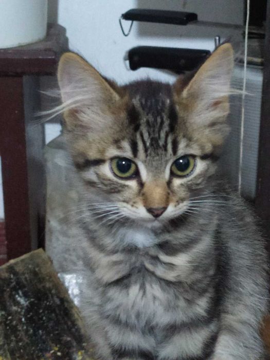 Смугасті гарнючі кошенята в добрі руки. Котята безкоштовно