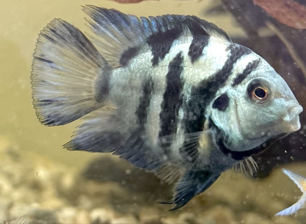 Pielęgnice Blue Tiger – młode, zdrowe, intensywne ubarwienie