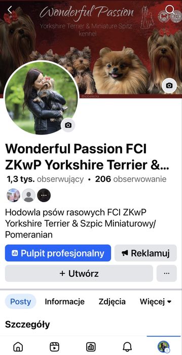 York Yorkshire terrier FCI ZkwP, piesek, szczeniak po Championie PL
