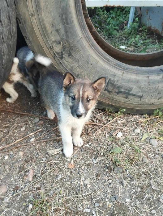 Віддам песика в добрі руки