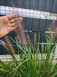 Sadzonki rozlenica japońska czarna trawa, duże kłosy