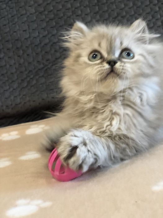 Мальчик пушистый