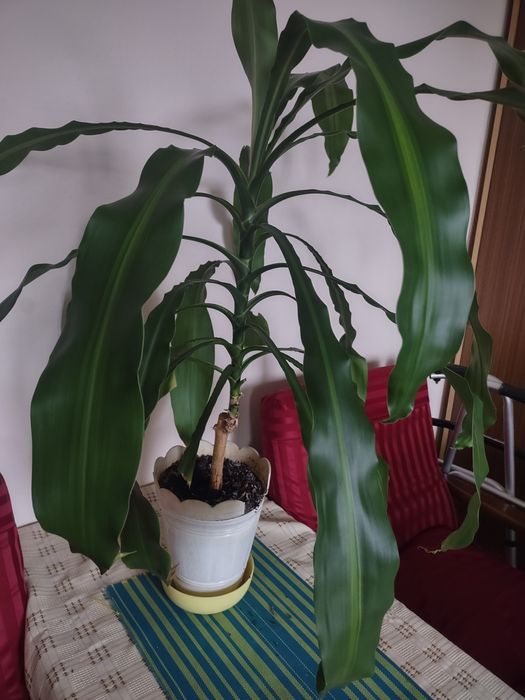 Dracena wonna Juka domowa ok.100 cm.