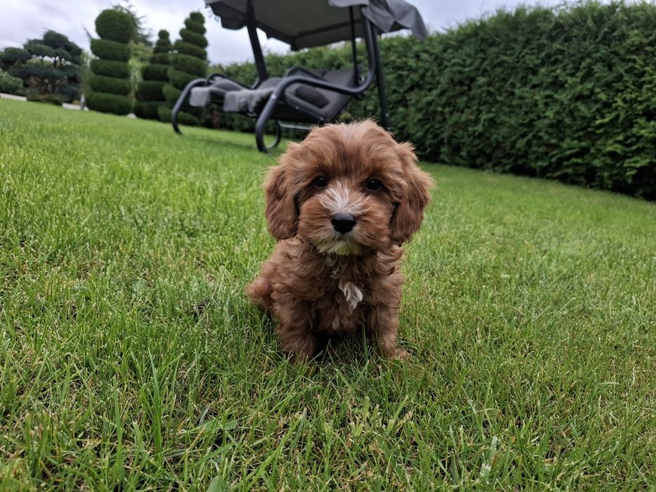 cavapoo szczeniak