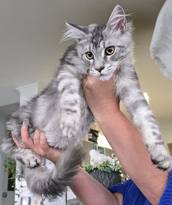 Kocurek maine coon