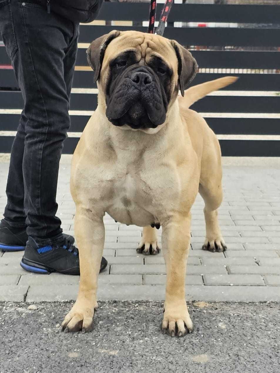 Bullmastiff nie rottweiler corso szczeniak ur. 3.12.24r doskonałe skoj