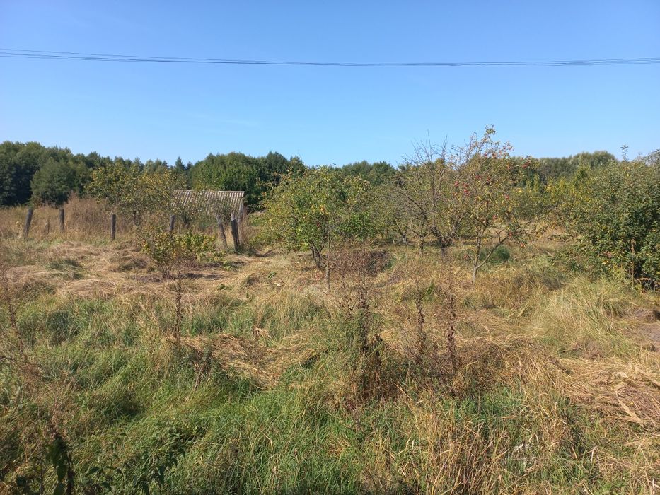 Потрібен знавець в обрізці яблуньь