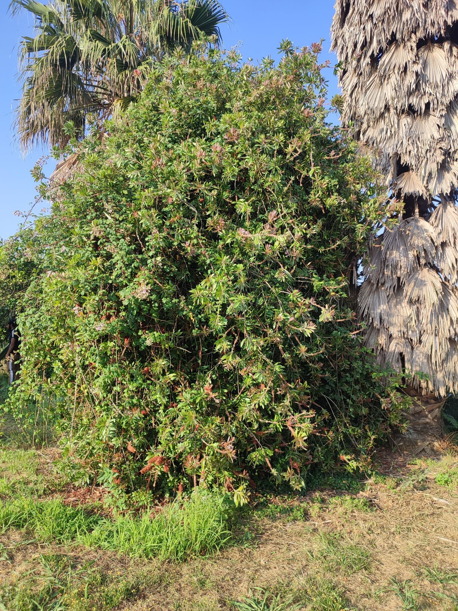Fazo tudo tipo de limpezas terrenos jardim