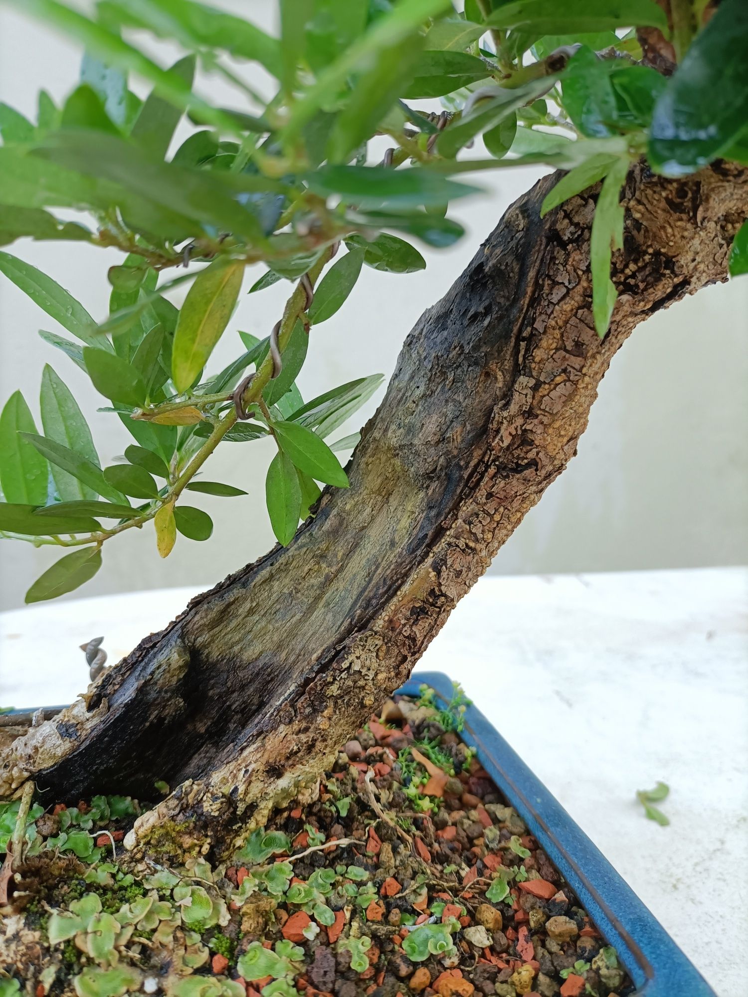 Vendo Oliveira Bonsai