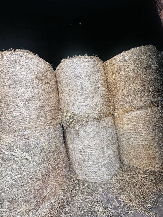 Siano w balach pierwszy pokos