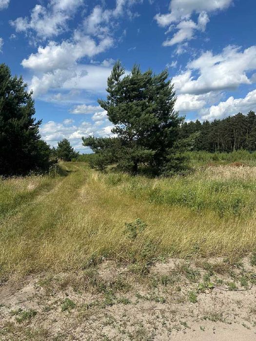 Продаж ділянки під будівництво в Паланках (поруч  сосновий ліс)
