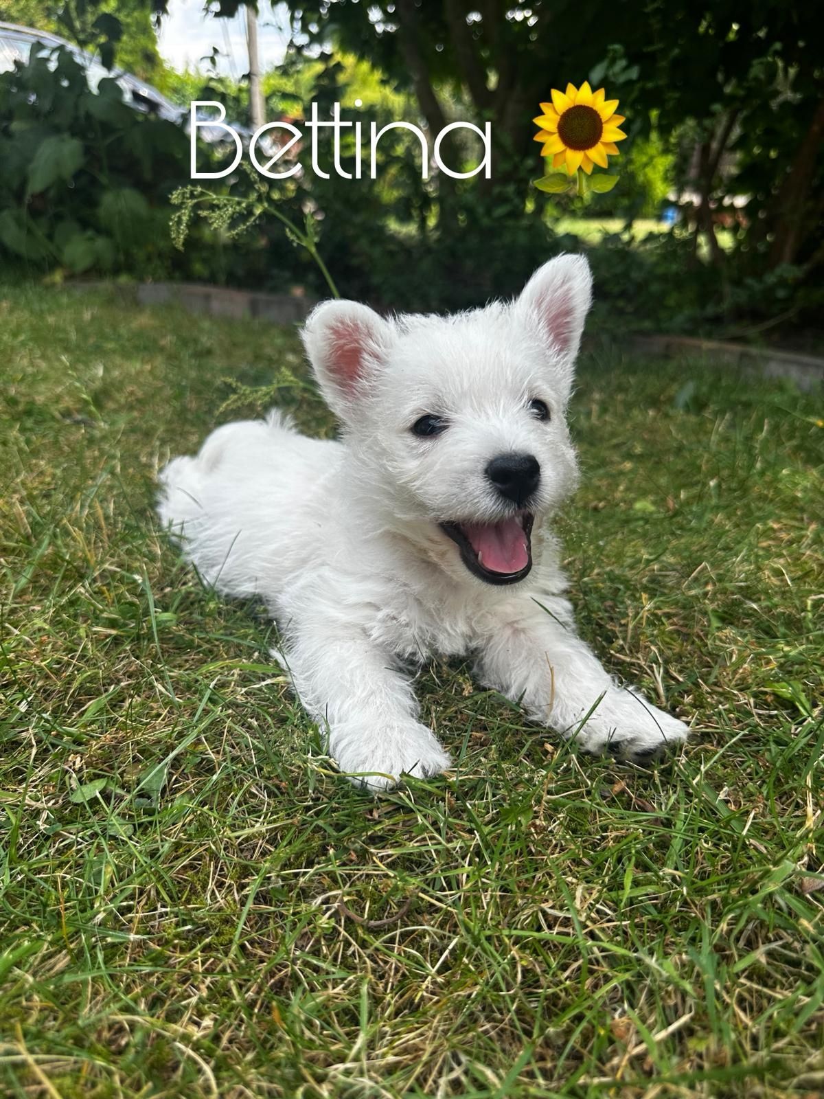 West highland  white terrier FCI ZKwP