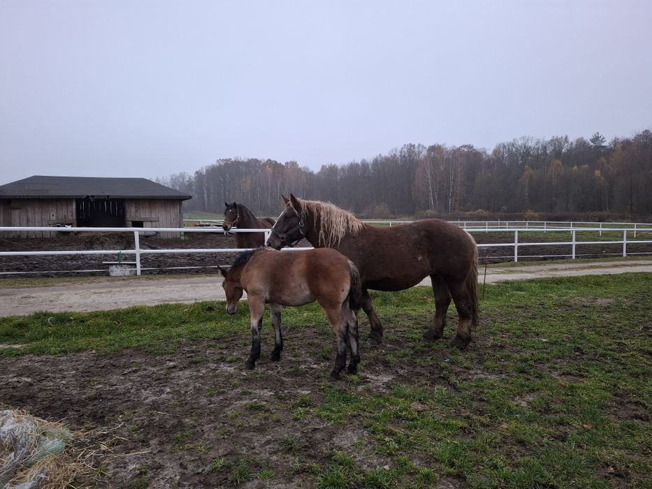 Klacz sztumska że źrebicą