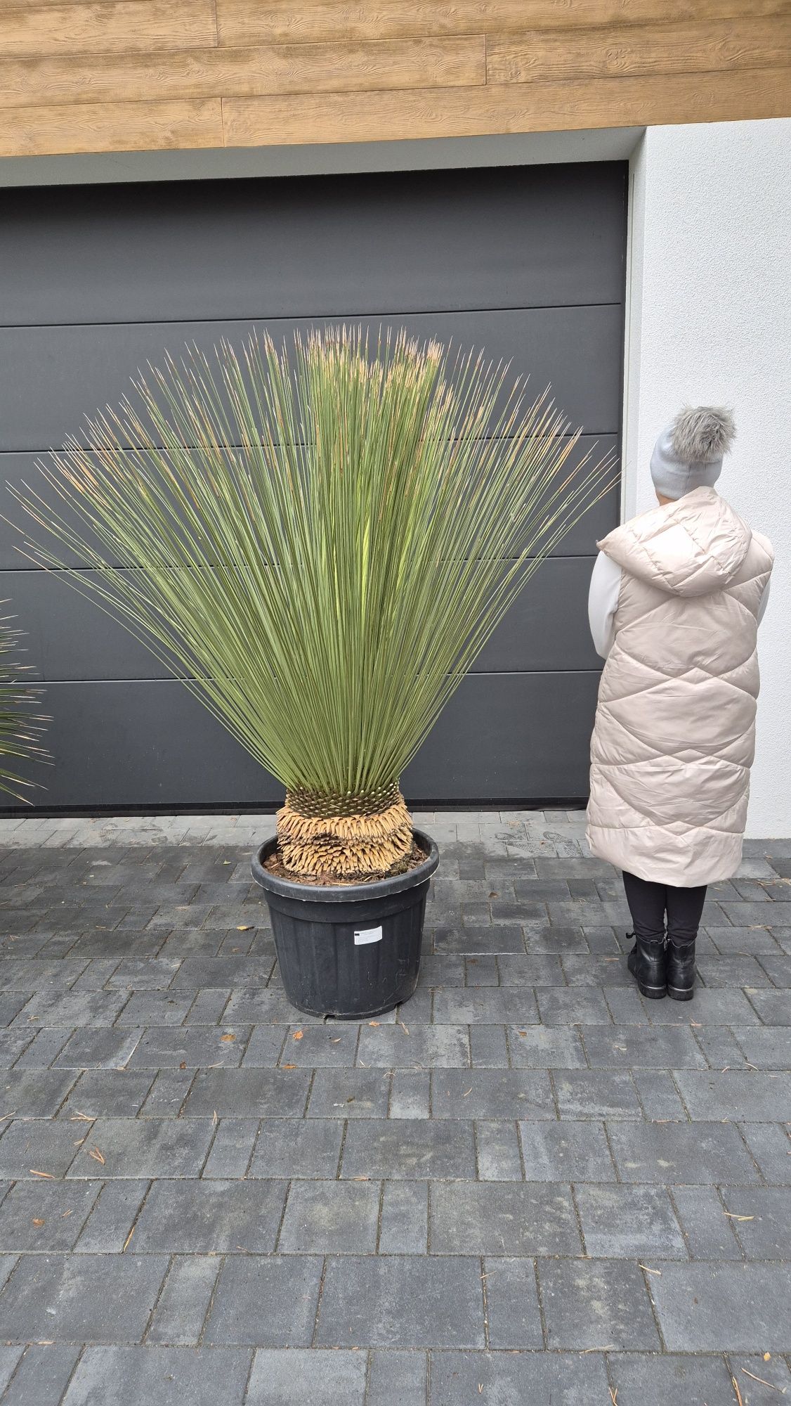 Palma mrozoodporna. Rośliny egzotyczne. Rostrata. Humilis. Treculeana