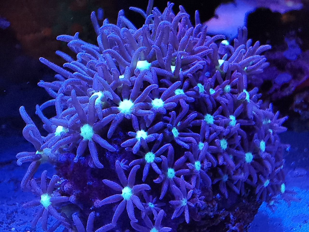 Koralowce: goniopora, euphyllia, zoanthus, caulastrea. Fitoplankton