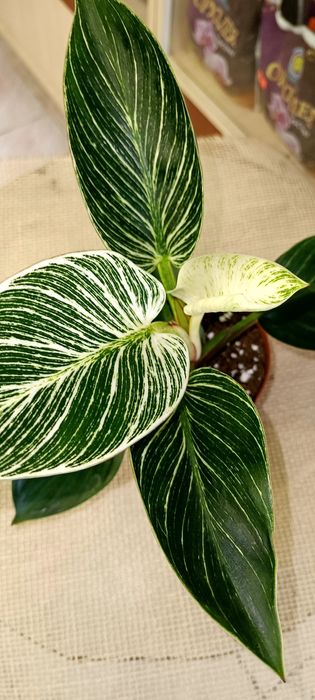 Продам Філодендрон Біркін