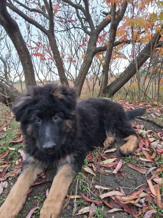 Owczarek niemiecki długowłosy śliczne szczenięta