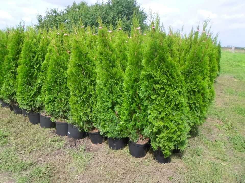 Tuja thuja szmaragd  140-160cm doniczka , juta.   Dostawa GRATIS