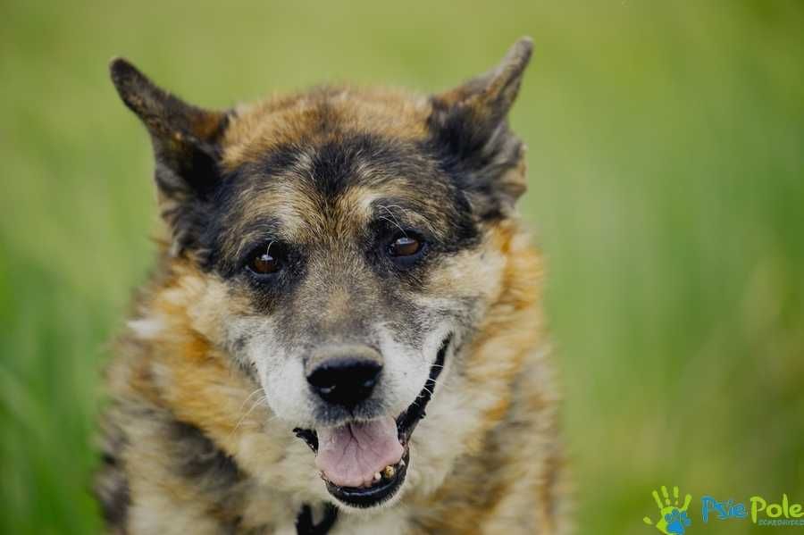 Dostojny starszy HOSSE - pies w typie owczarka adopcja