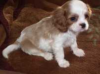 piesek cawalier king spaniel