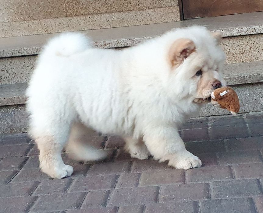Szczeniak chow chow -suczka