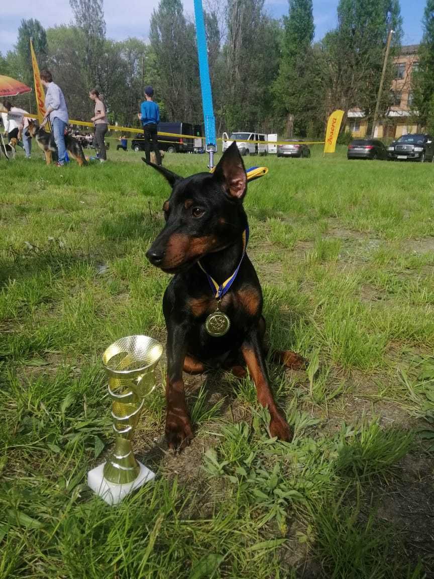 Цвергпінчер для в'язки