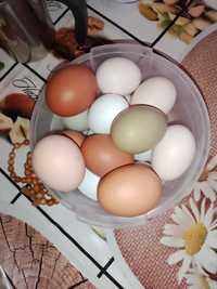 Jaja lęgowe mieszane