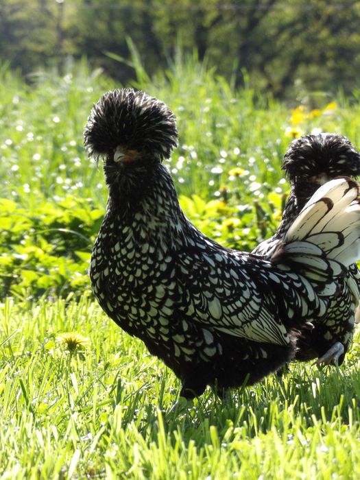Czubatka Polska brodata miniaturowa srebrna dorosłe