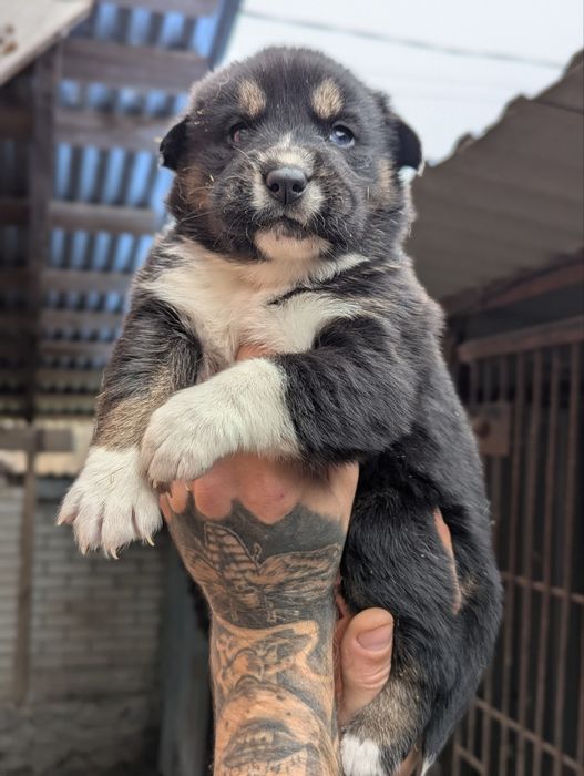 Акіта цуценята продам