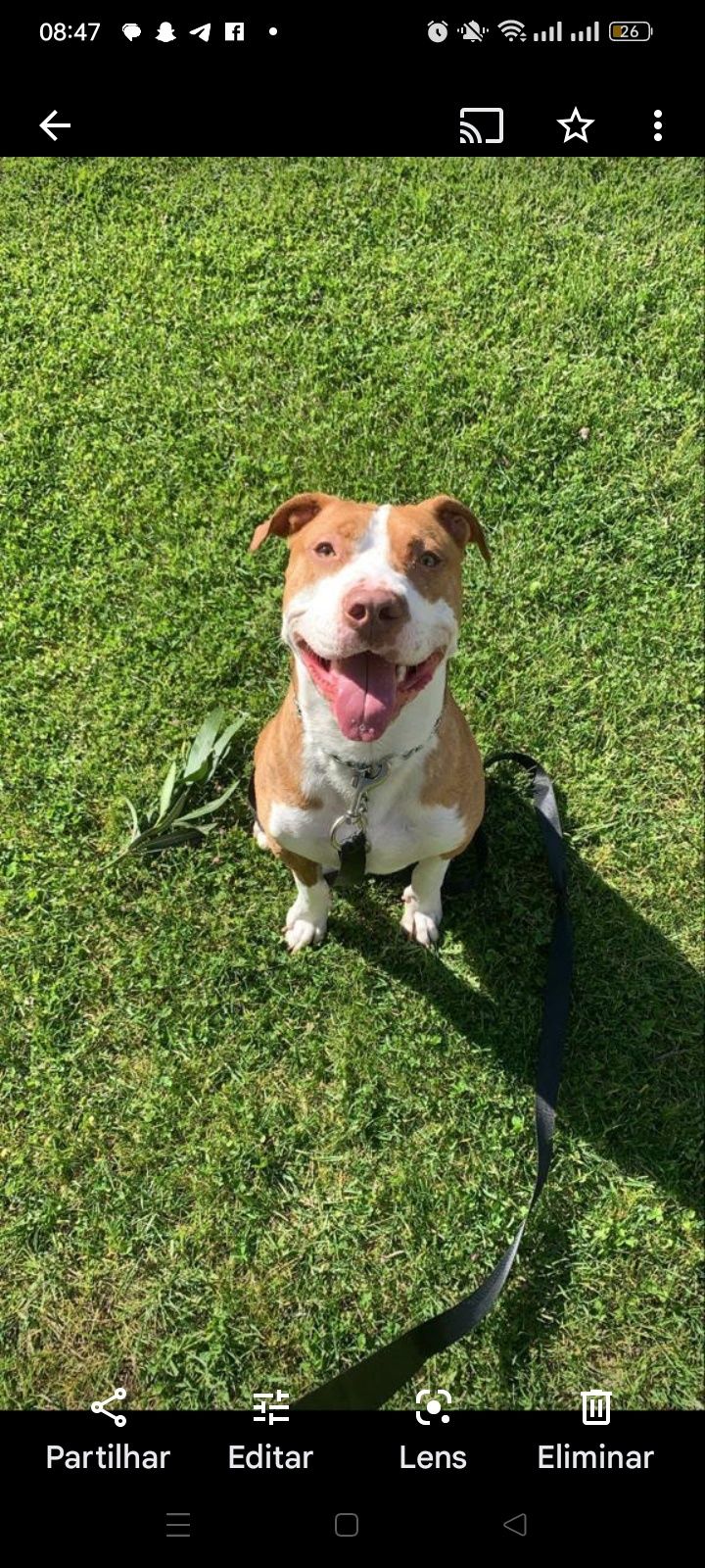 Dá se pitbull com 4 anos