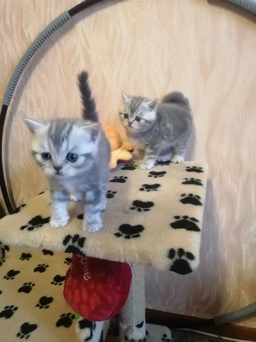 Шотландские девочки