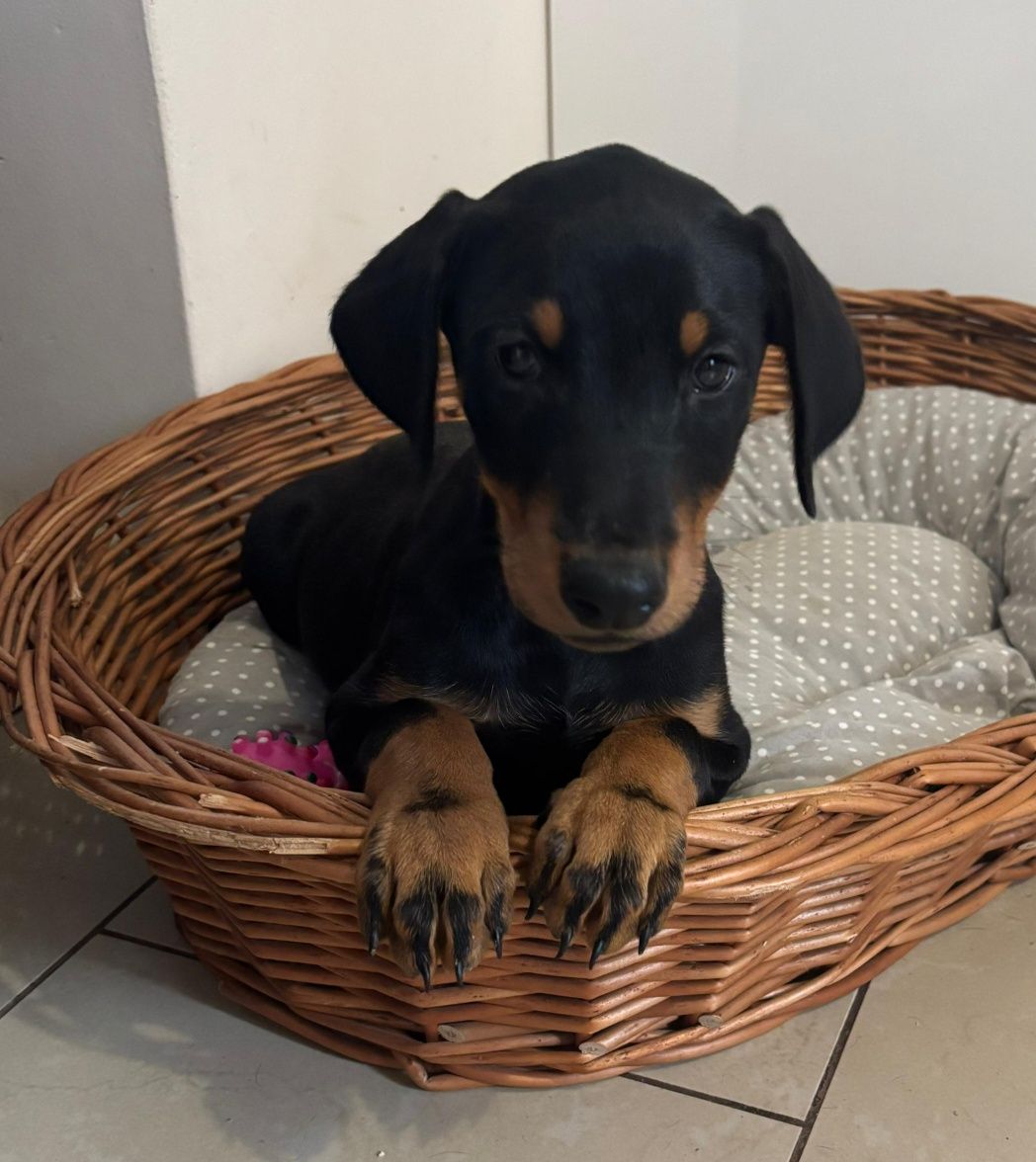 Doberman suczka czarna podpalana