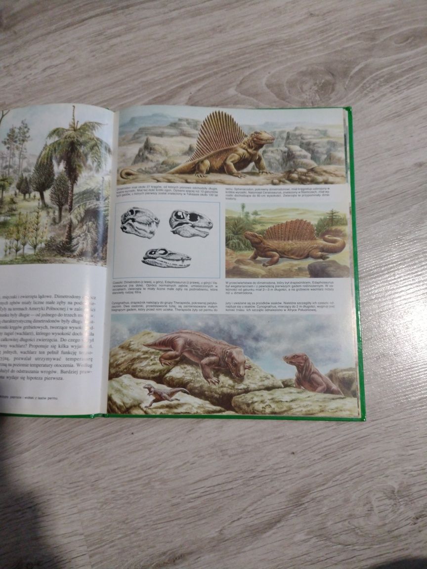 Książka dla dziecka o Dinozaurach