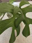 Rhaphidophora tetrasperma variegata, zestaw 2 sadzonki