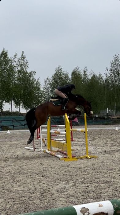 Śliczna doświadczona klacz