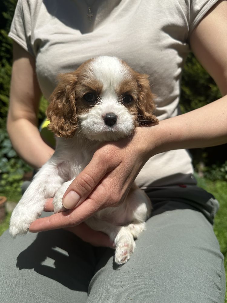 Cavalier King Charles Spaniel