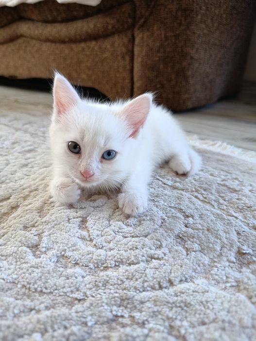 Кошеня шукає сім'ю